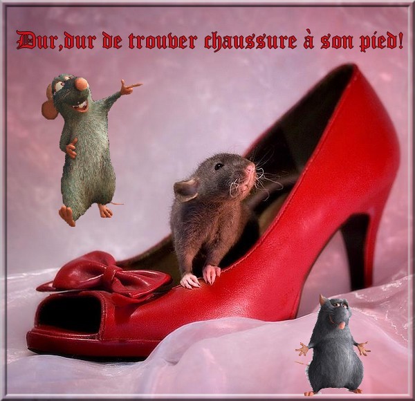 .•° .•° .•° .•°  "ratounets" .•° .•° .•° .•°