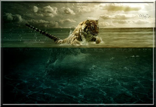 .•° .•° .•° .•°  "Félin" .•° .•° .•° .•°