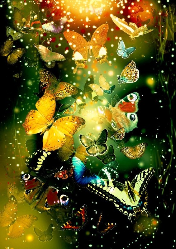 *.  ♥ *. "Butterfly's *. ♥  *.