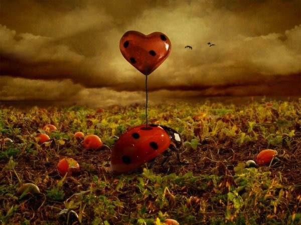 Coccinelle