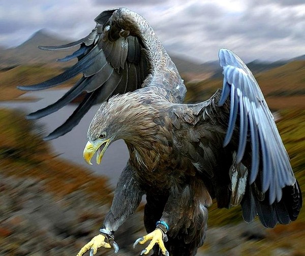 Chaussure Aigle Tenere Basket Aigle Tenere City Pour Homme Cuir