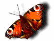 butterfly-4401.gif