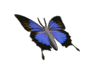 papillonnage