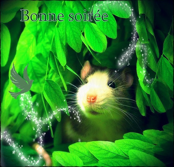 ღﻼღﻼღ "Ratounet" ღﻼღﻼღ