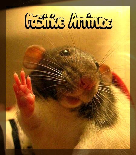 ◆◆◆ "ratounet" ◆◆◆