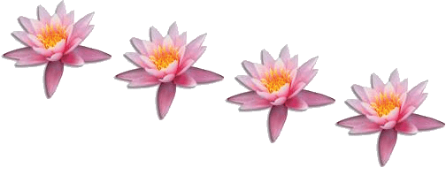 separateur-lotus-rose.gif